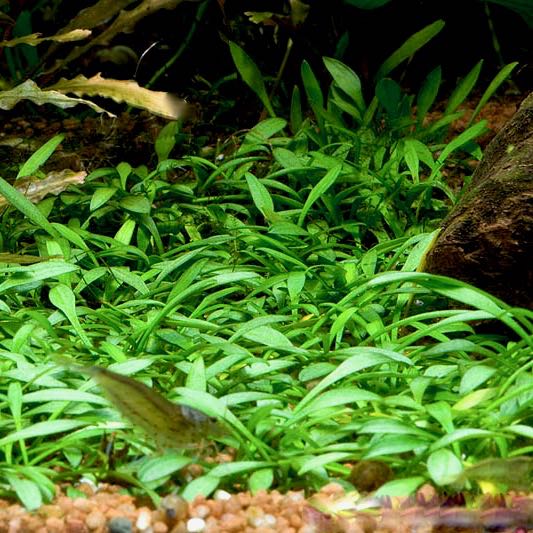 Cryptocoryne parva in pot